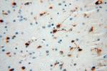 PSG11 Antibody in Immunohistochemistry (Paraffin) (IHC (P))