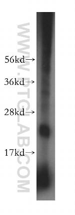 PSG11 Antibody in Western Blot (WB)