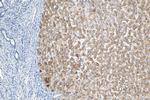 BLZF1 Antibody in Immunohistochemistry (Paraffin) (IHC (P))