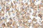 BLZF1 Antibody in Immunohistochemistry (Paraffin) (IHC (P))