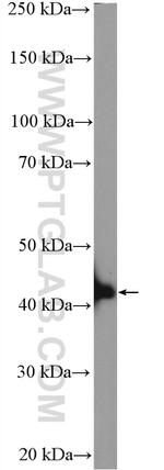 BLZF1 Antibody in Western Blot (WB)