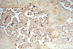 cyclin I Antibody in Immunohistochemistry (Paraffin) (IHC (P))