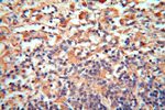 cyclin I Antibody in Immunohistochemistry (Paraffin) (IHC (P))