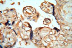 cyclin I Antibody in Immunohistochemistry (Paraffin) (IHC (P))