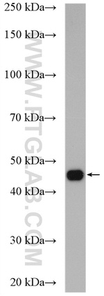 cyclin I Antibody in Western Blot (WB)