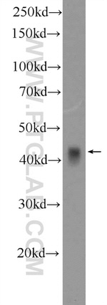 cyclin I Antibody in Western Blot (WB)