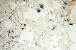 MRPS21 Antibody in Immunohistochemistry (Paraffin) (IHC (P))