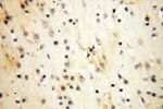 MRPS21 Antibody in Immunohistochemistry (Paraffin) (IHC (P))