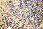 MRPS21 Antibody in Immunohistochemistry (Paraffin) (IHC (P))