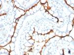 Angiotensin I Converting Enzyme (ACE)/CD143 Antibody in Immunohistochemistry (Paraffin) (IHC (P))