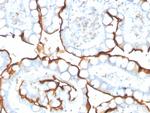 Angiotensin I Converting Enzyme (ACE)/CD143 Antibody in Immunohistochemistry (Paraffin) (IHC (P))