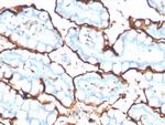 Angiotensin I Converting Enzyme (ACE)/CD143 Antibody in Immunohistochemistry (Paraffin) (IHC (P))