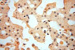 VAV1 Antibody in Immunohistochemistry (Paraffin) (IHC (P))