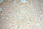 VAV1 Antibody in Immunohistochemistry (Paraffin) (IHC (P))