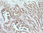 VAV1 Antibody in Immunohistochemistry (Paraffin) (IHC (P))