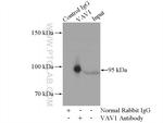 VAV1 Antibody in Immunoprecipitation (IP)