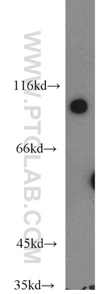 VAV1 Antibody in Western Blot (WB)