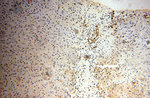 HNRNPU Antibody in Immunohistochemistry (Paraffin) (IHC (P))