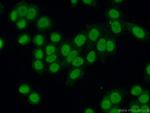 HNRNPU Antibody in Immunocytochemistry (ICC/IF)