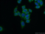 FZR1 Antibody in Immunocytochemistry (ICC/IF)