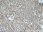 FZR1 Antibody in Immunohistochemistry (Paraffin) (IHC (P))