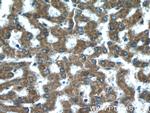 FZR1 Antibody in Immunohistochemistry (Paraffin) (IHC (P))