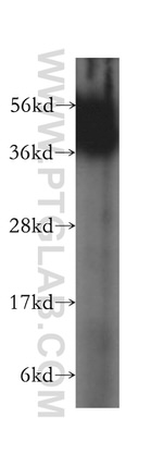 FZR1 Antibody in Western Blot (WB)