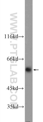 FZR1 Antibody in Western Blot (WB)