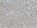 GMPS Antibody in Immunohistochemistry (Paraffin) (IHC (P))