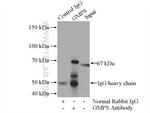 GMPS Antibody in Immunoprecipitation (IP)