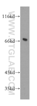 GMPS Antibody in Western Blot (WB)