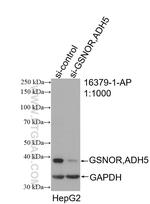 GSNOR/ADH5 Antibody in Western Blot (WB)