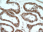 GSNOR/ADH5 Antibody in Immunohistochemistry (Paraffin) (IHC (P))