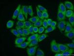 RPL23A Antibody in Immunocytochemistry (ICC/IF)