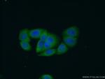 RIN1 Antibody in Immunocytochemistry (ICC/IF)