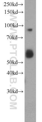 RIN1 Antibody in Western Blot (WB)