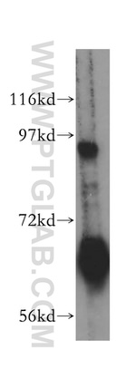 RIN1 Antibody in Western Blot (WB)