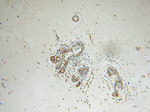 XRCC5/Ku80 Antibody in Immunohistochemistry (Paraffin) (IHC (P))