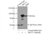 XRCC5/Ku80 Antibody in Immunoprecipitation (IP)