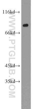 XRCC5/Ku80 Antibody in Western Blot (WB)