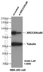 XRCC5/Ku80 Antibody in Western Blot (WB)