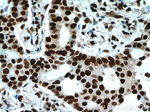 XRCC5/Ku80 Antibody in Immunohistochemistry (Paraffin) (IHC (P))