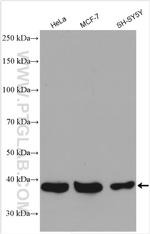 MRM1 Antibody in Western Blot (WB)