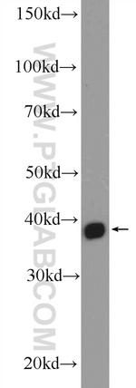 MRM1 Antibody in Western Blot (WB)