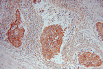 MRPL44 Antibody in Immunohistochemistry (Paraffin) (IHC (P))