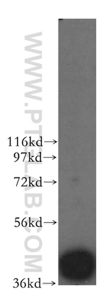 MRPL44 Antibody in Western Blot (WB)