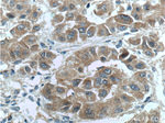 NRF2/NFE2L2 Antibody in Immunohistochemistry (Paraffin) (IHC (P))