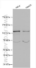 NRF2/NFE2L2 Antibody in Western Blot (WB)