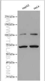 NRF2/NFE2L2 Antibody in Western Blot (WB)