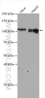 NRF2/NFE2L2 Antibody in Western Blot (WB)